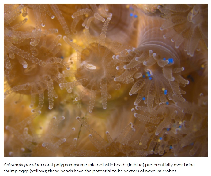 Coral polyps absorb microplastic beads